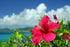 THE ISLAND HIBISCUS